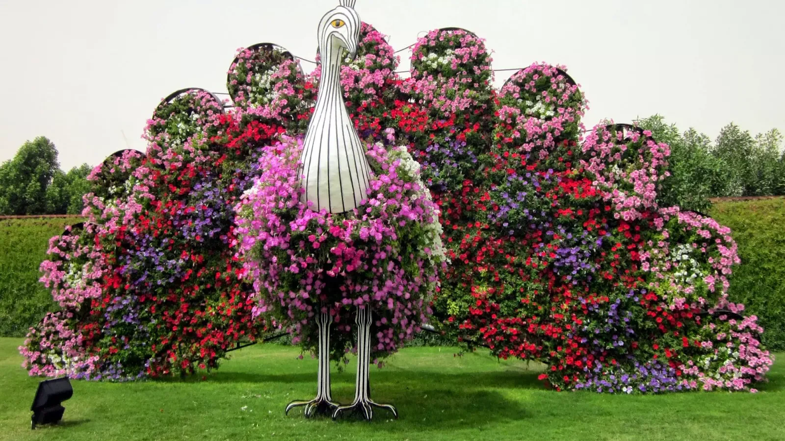 Dubai Miracle Garden Tickets – World’s Largest Flower Garden Experience  photo 3