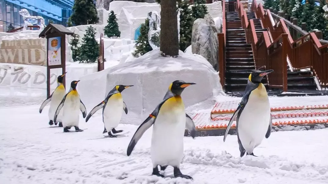 Ski Dubai Tickets photo 4