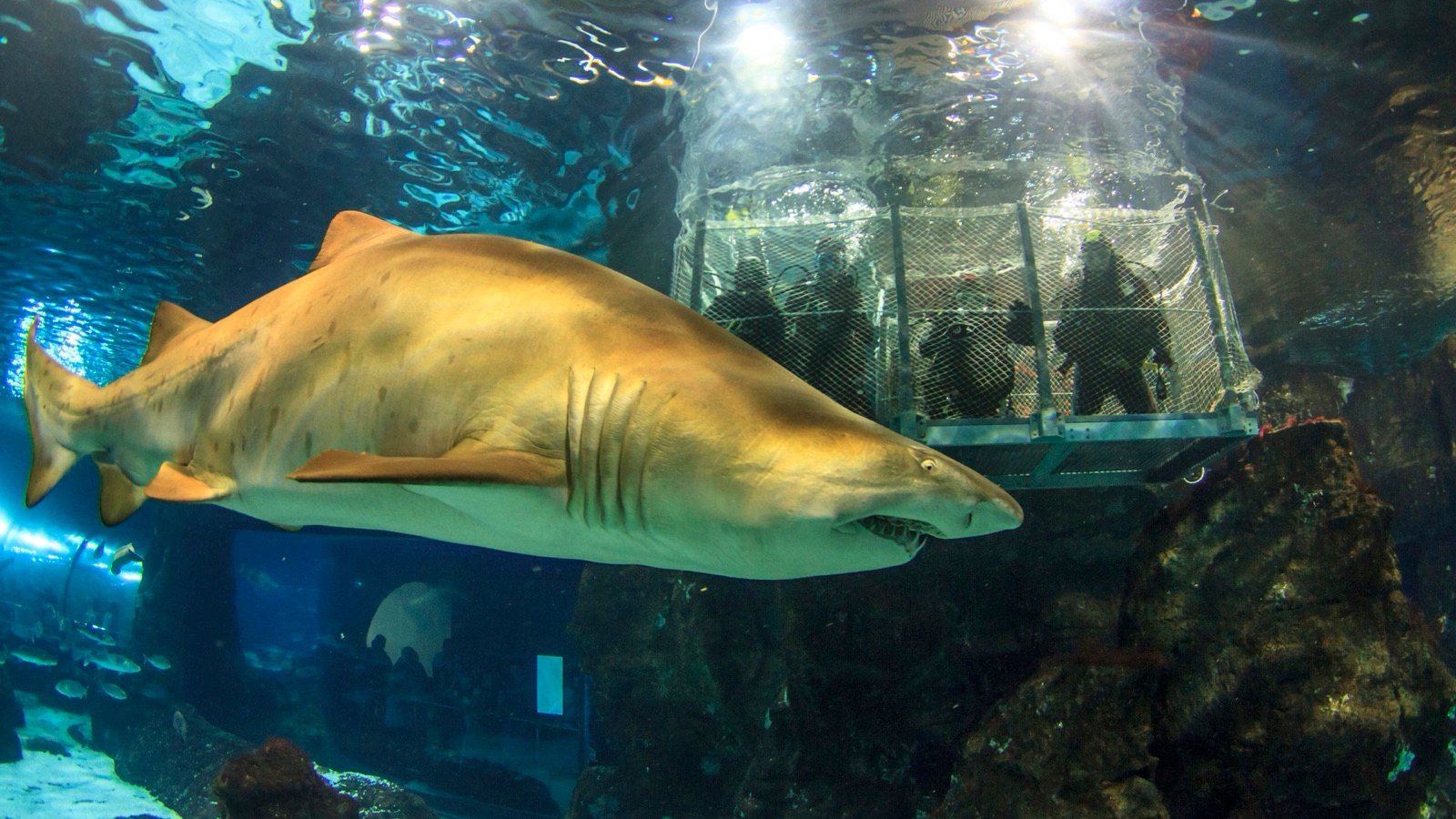 Barcelona Aquarium Tickets | Skip-the-Line Entry