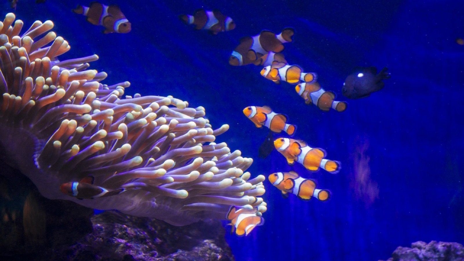Oceanarium tank with diverse marine species