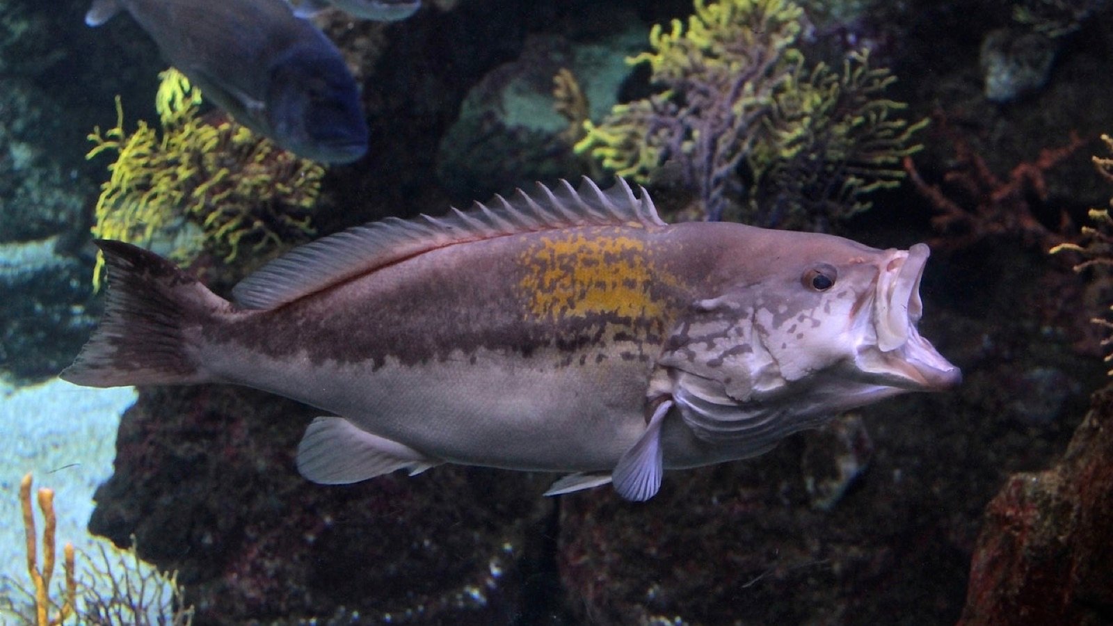 Thematic Aquarium displaying Mediterranean ecosystems