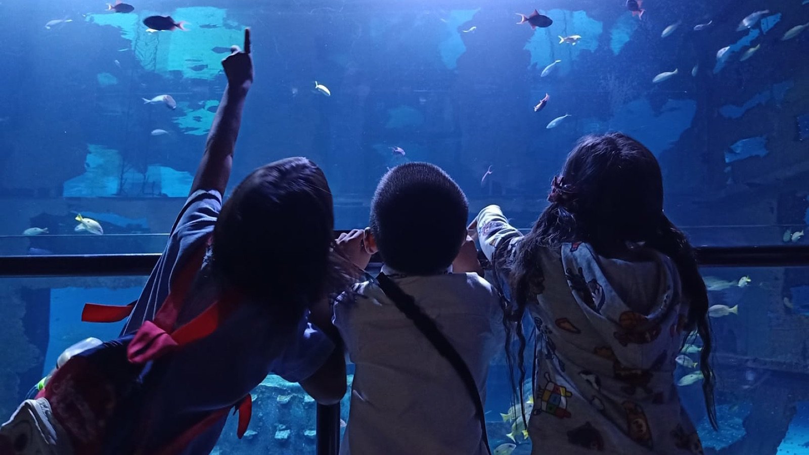 Aquaria Phuket Tickets | Explore Thailand's Largest Aquarium