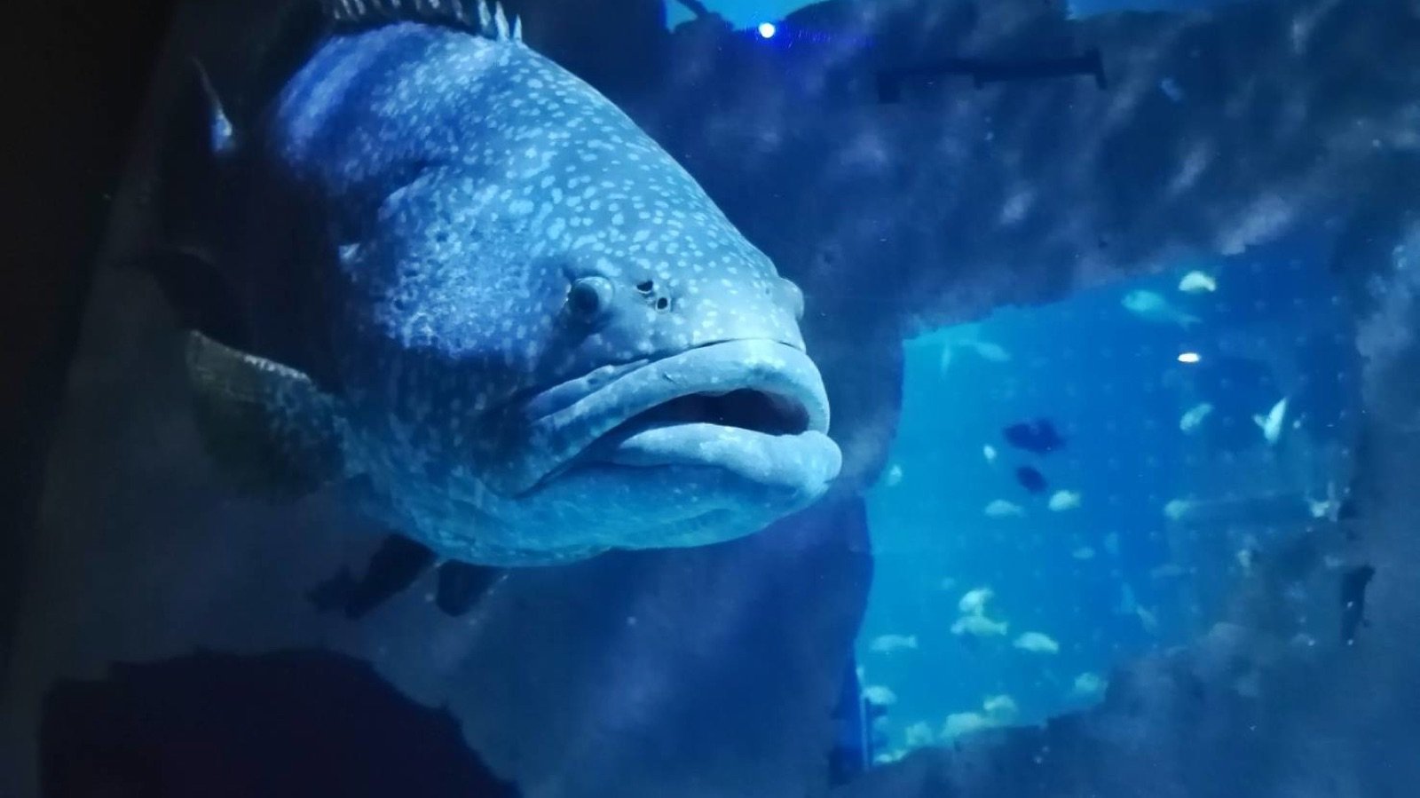 Underwater tunnel displaying sharks and rays