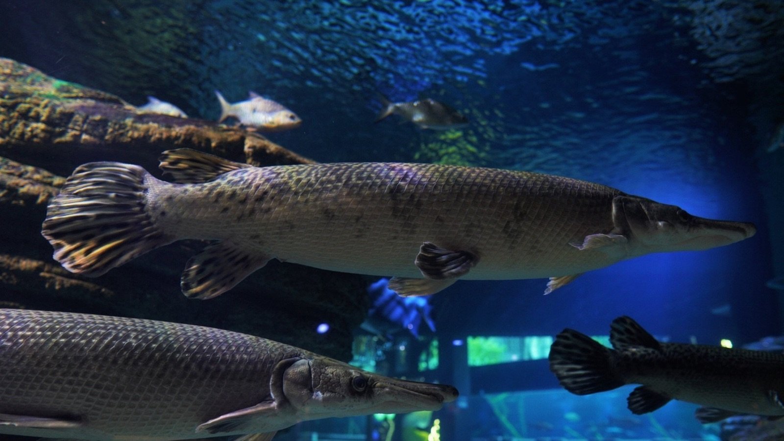 Colorful fish in the ocean zones