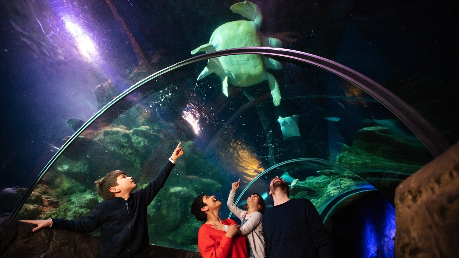 Playful gentoo penguins in their exhibit