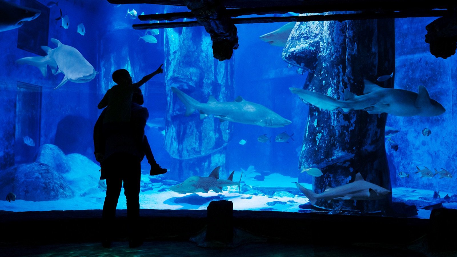 Jellyfish display in the Ocean Invader zone