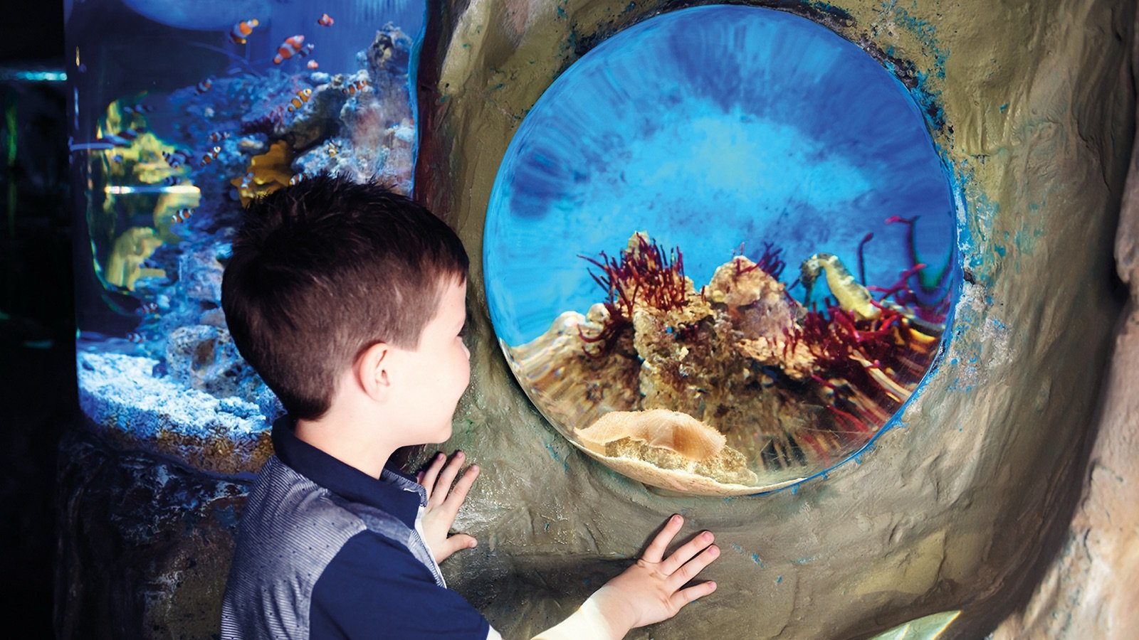 Visitor exploring the aquarium's marine life