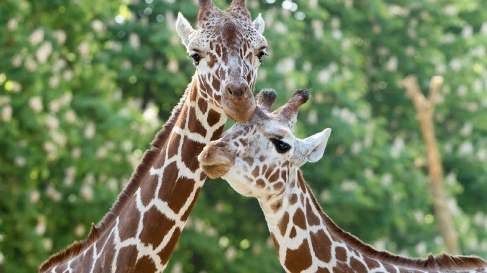 Schonbrunn Zoo Vienna Tickets | Skip-the-Line Admission