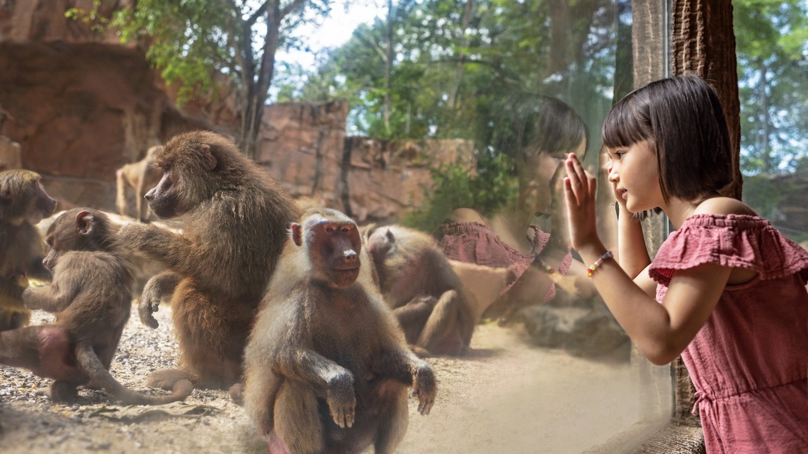 Animal show at Singapore Zoo