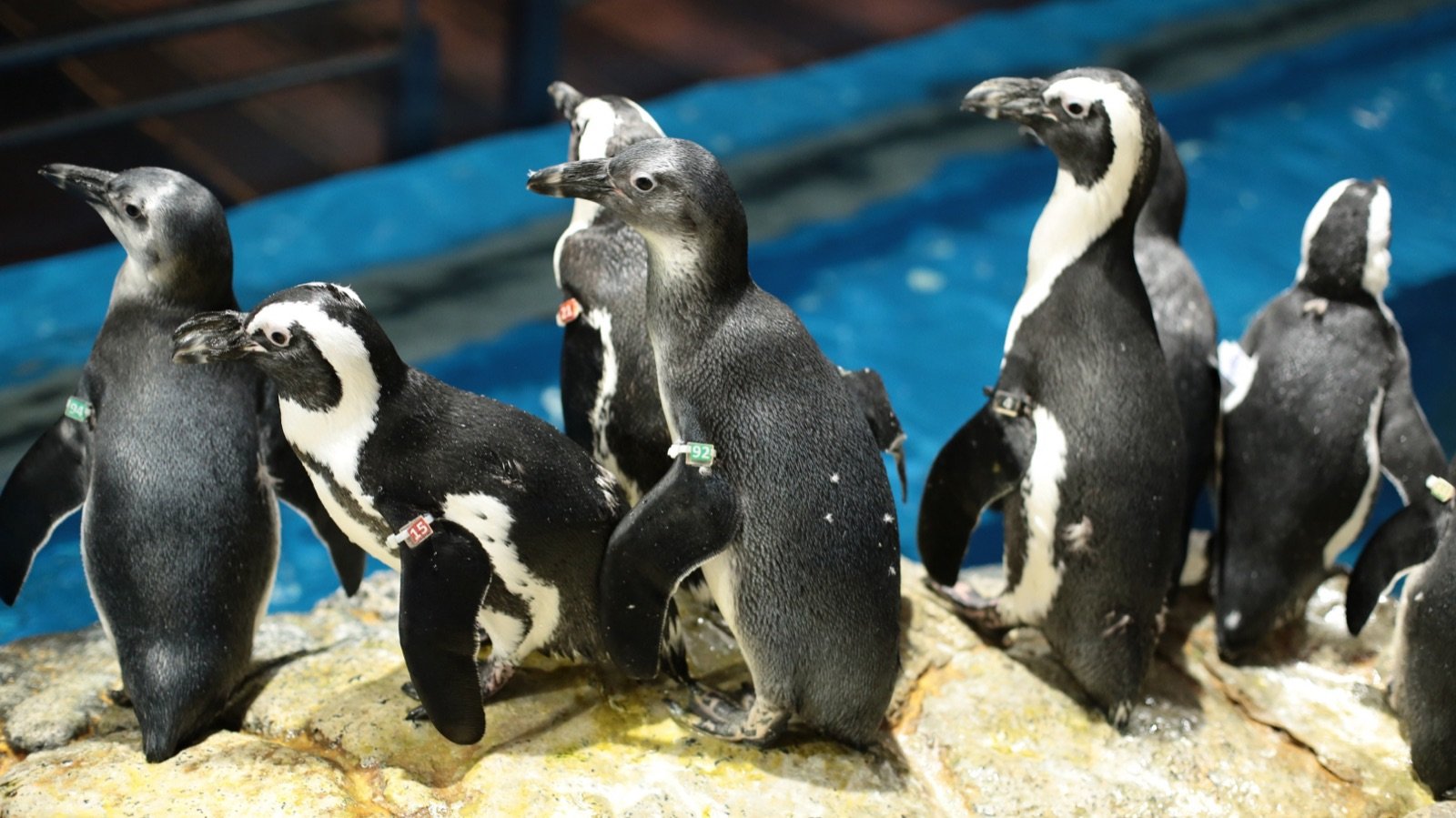 Rockhopper penguins in the Sub-Antarctic zone