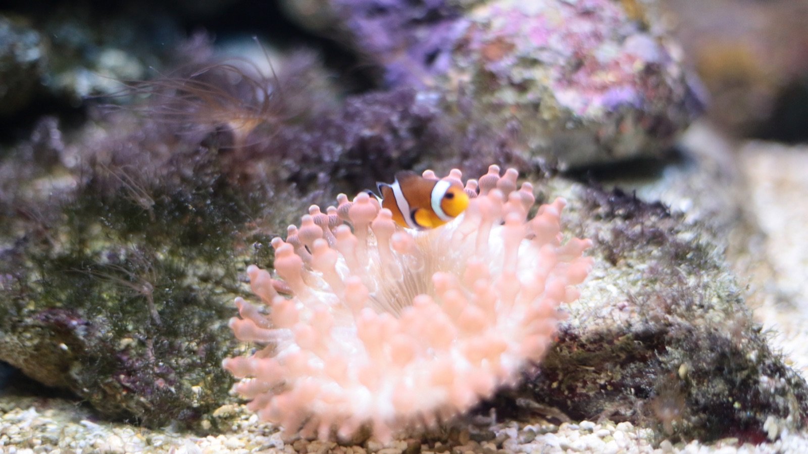 Visitor exploring the freshwater aquarium section