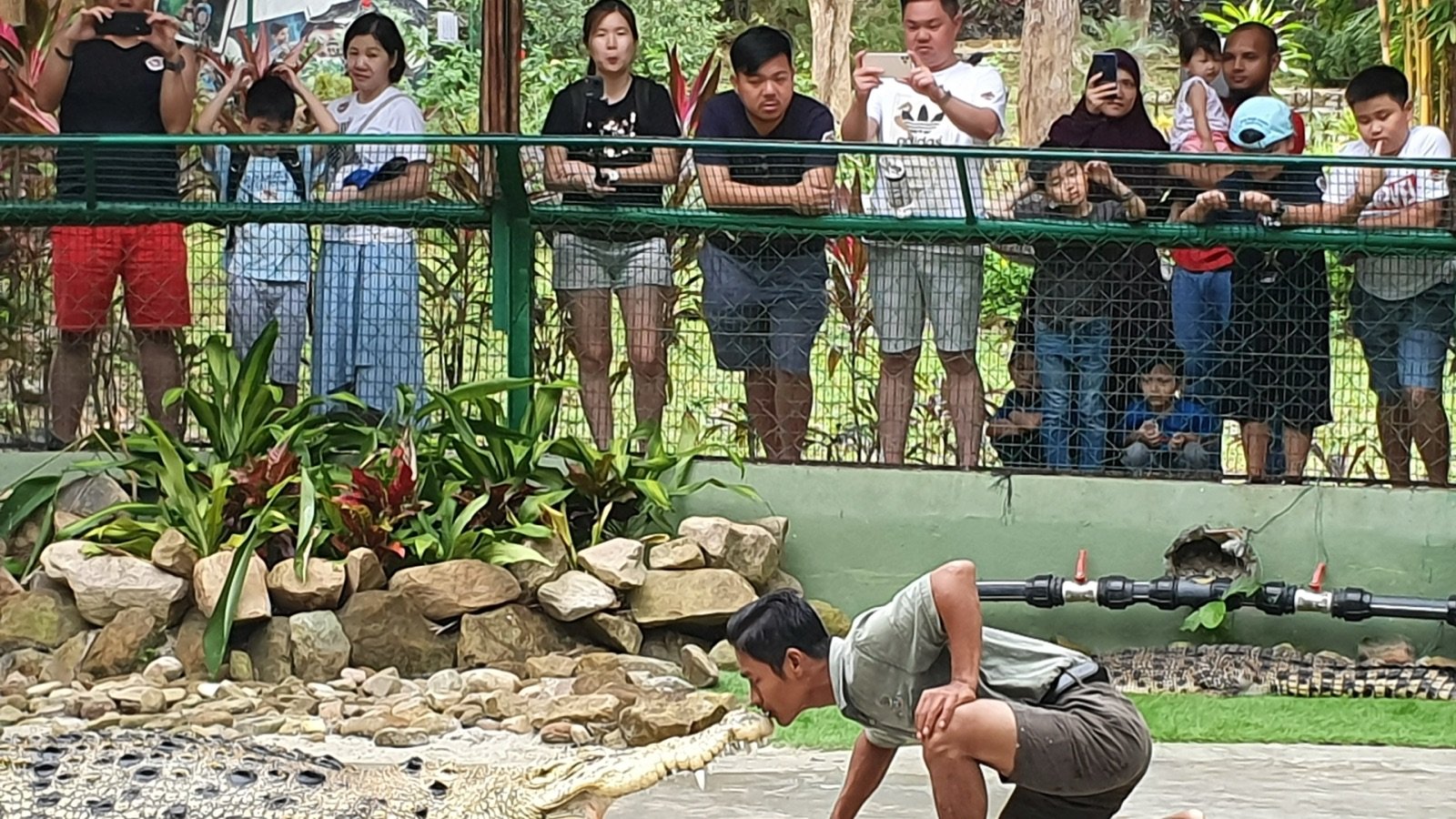 Photo with baby crocodile