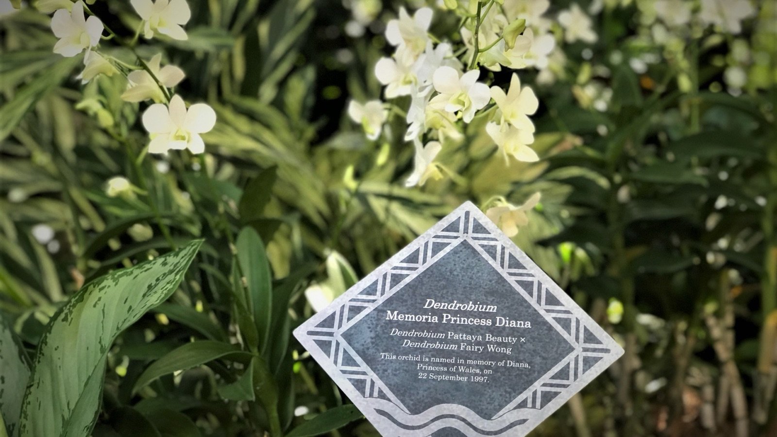 Sembcorp Cool House with rare high-altitude orchids