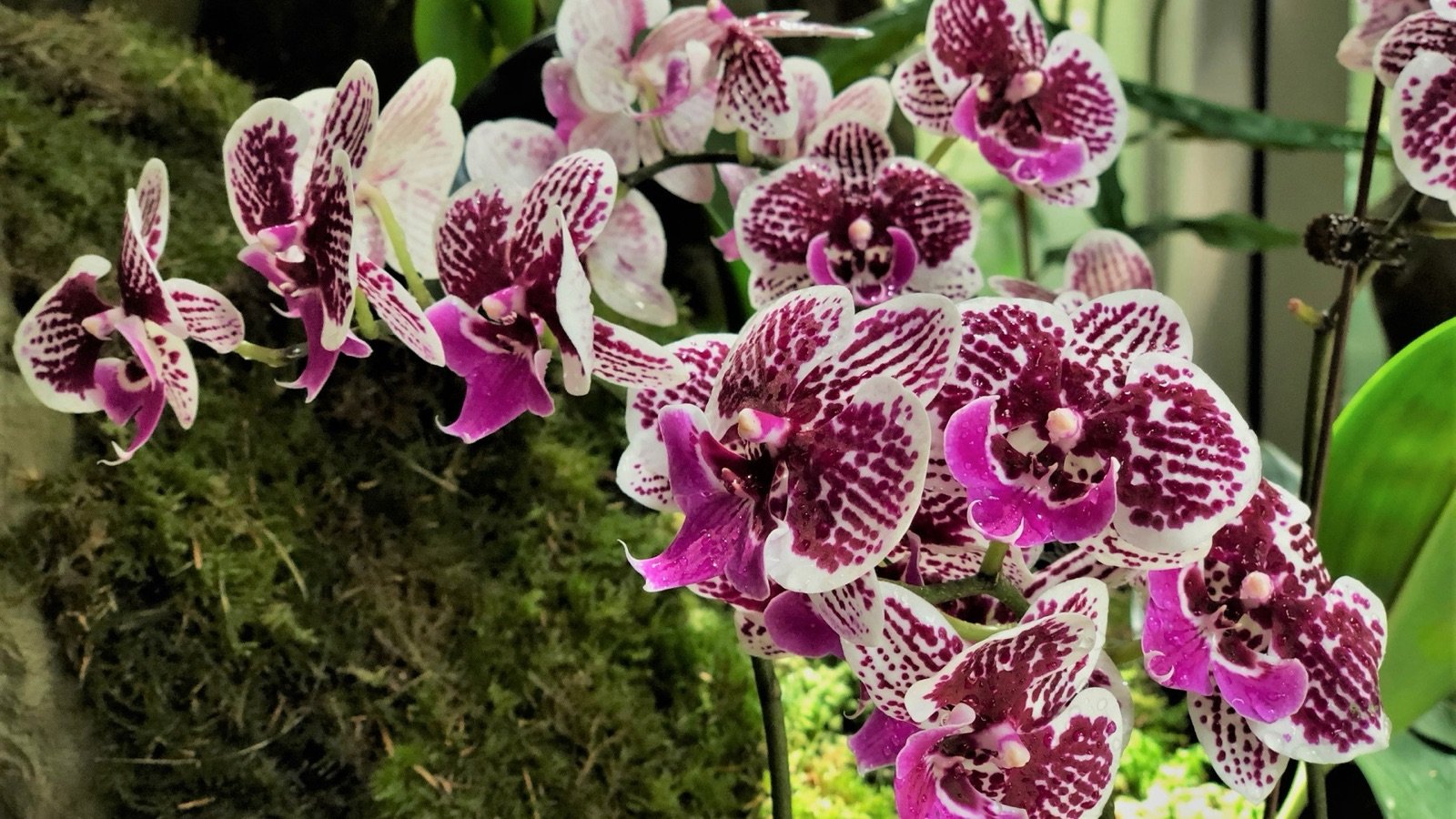 Orchid garden with seasonal color schemes