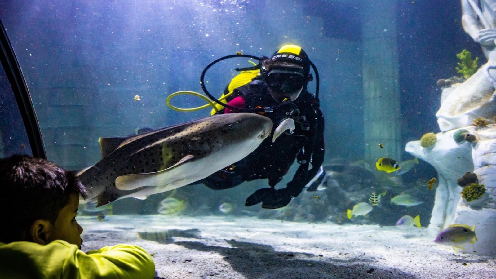 Sharks and rays in the ocean tunnel
