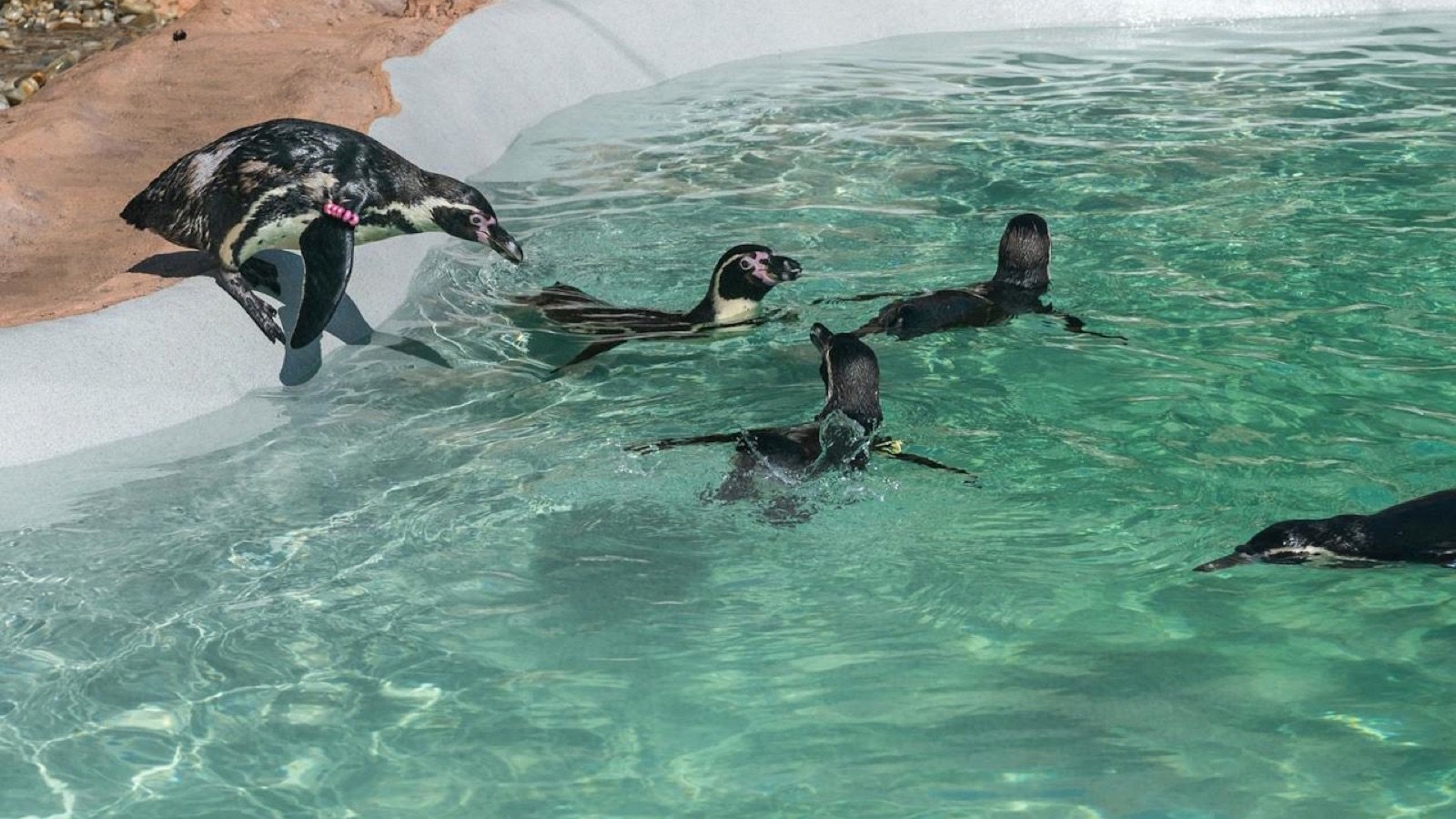 Penguin feeding area at SEA LIFE Porto