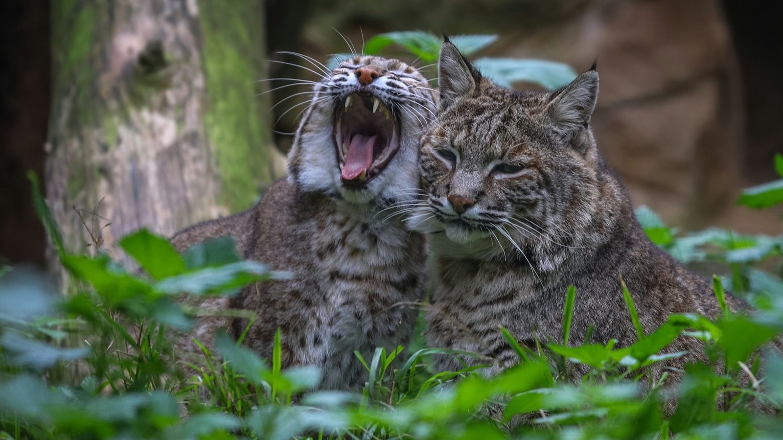 Lagos Zoo Portugal Tickets | Wildlife & Family Fun