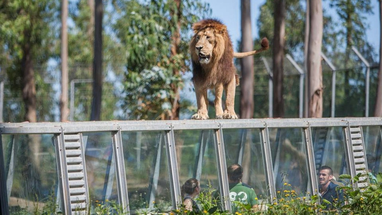 Zoo Santo Inácio Tickets | Wildlife & Conservation