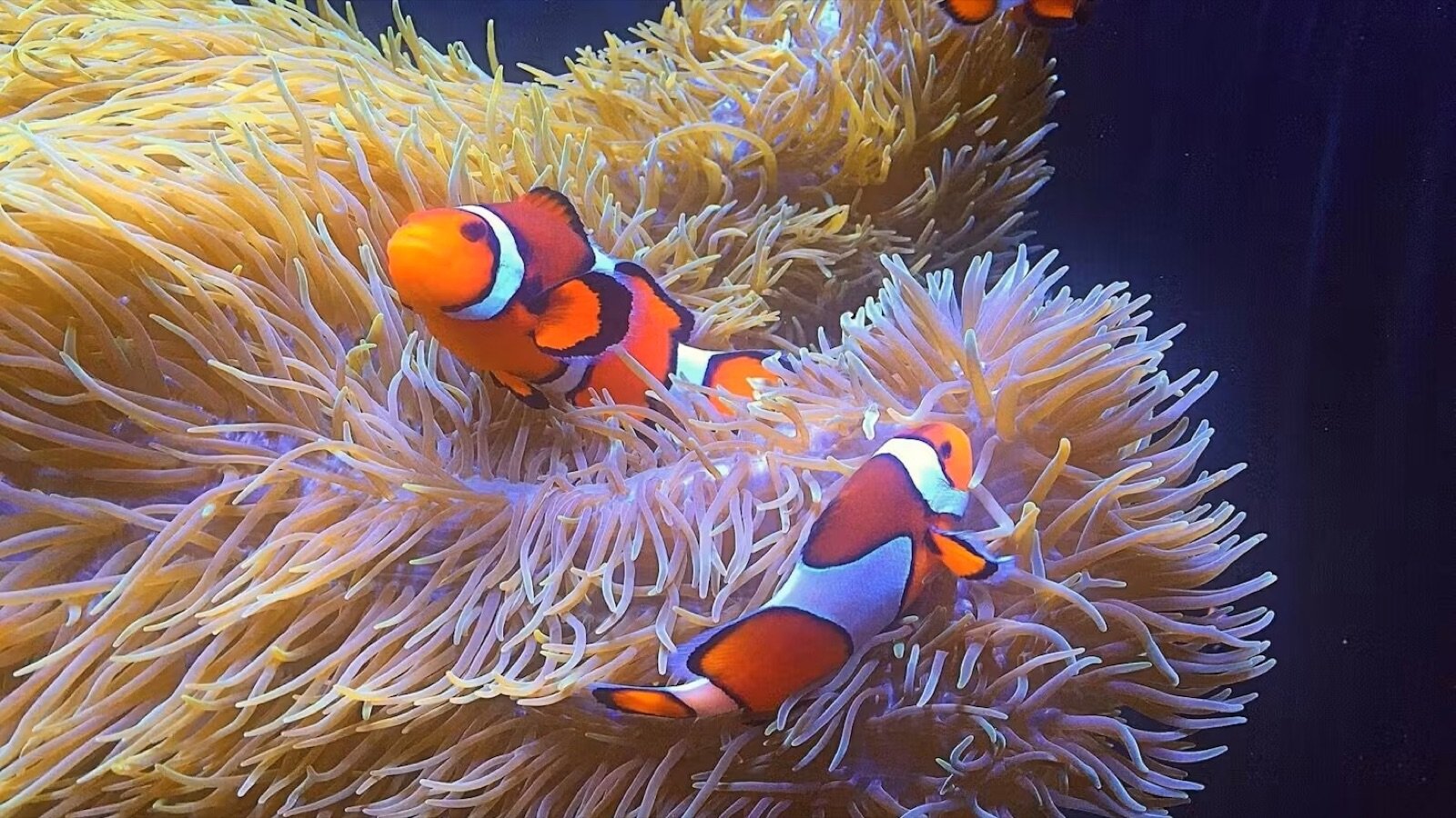 Vancouver Aquarium Tickets | Explore Canada's Largest Aquarium