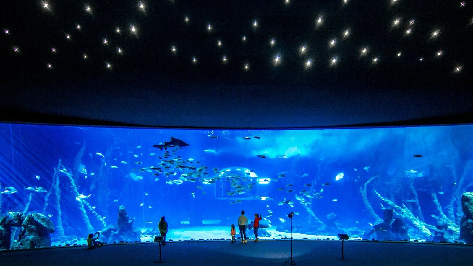 Colorful fish in the coral reef exhibit