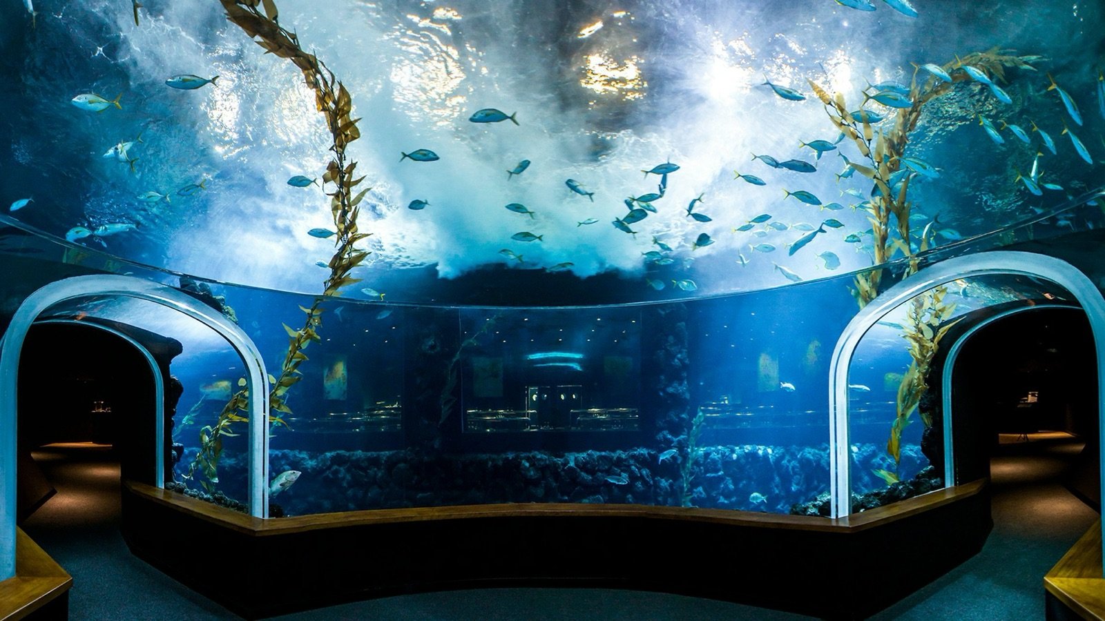 Sharks in the deep-sea tank