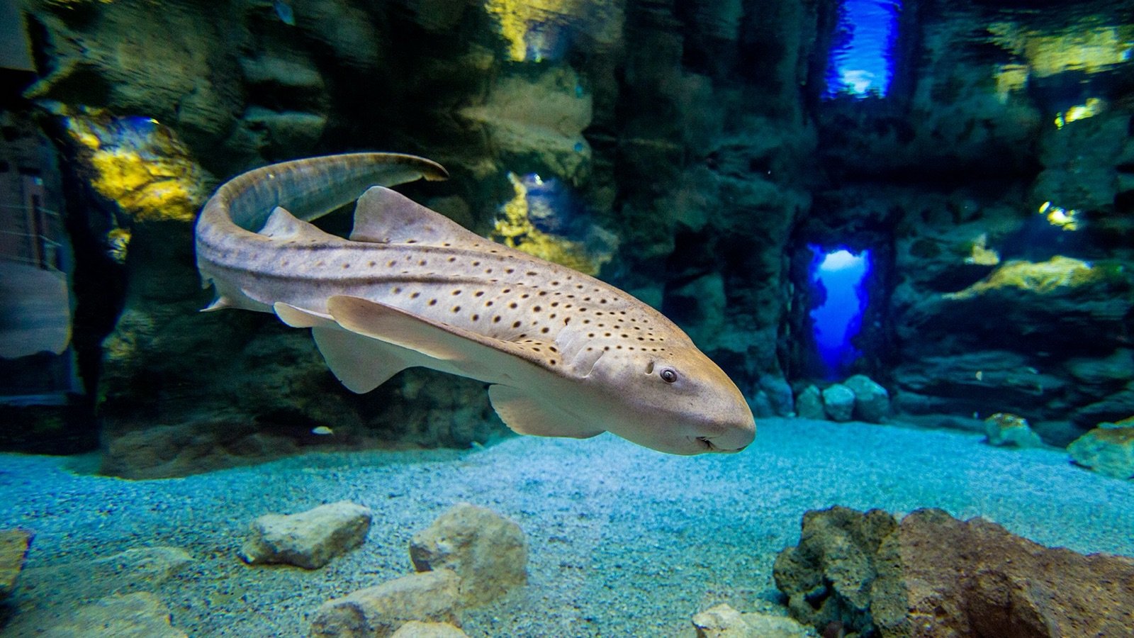 Poema del Mar - Aquarium Gran Canaria: Skip The Line Ticket photo 5