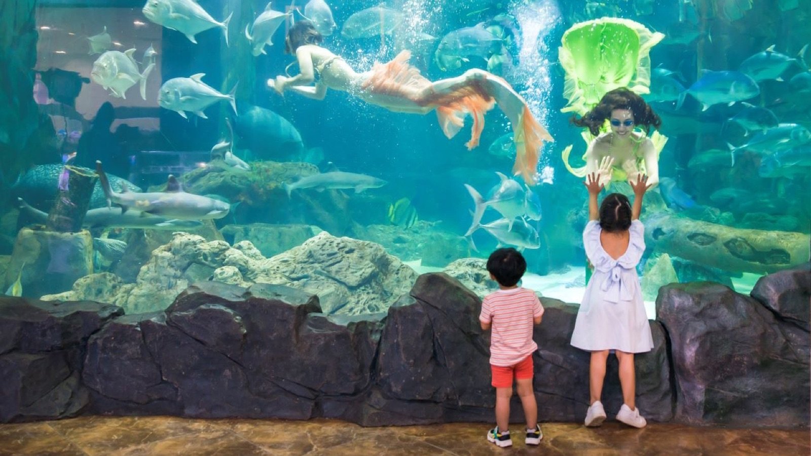 Vinpearl Aquarium Times City Hanoi Tickets | Marine Life Exploration