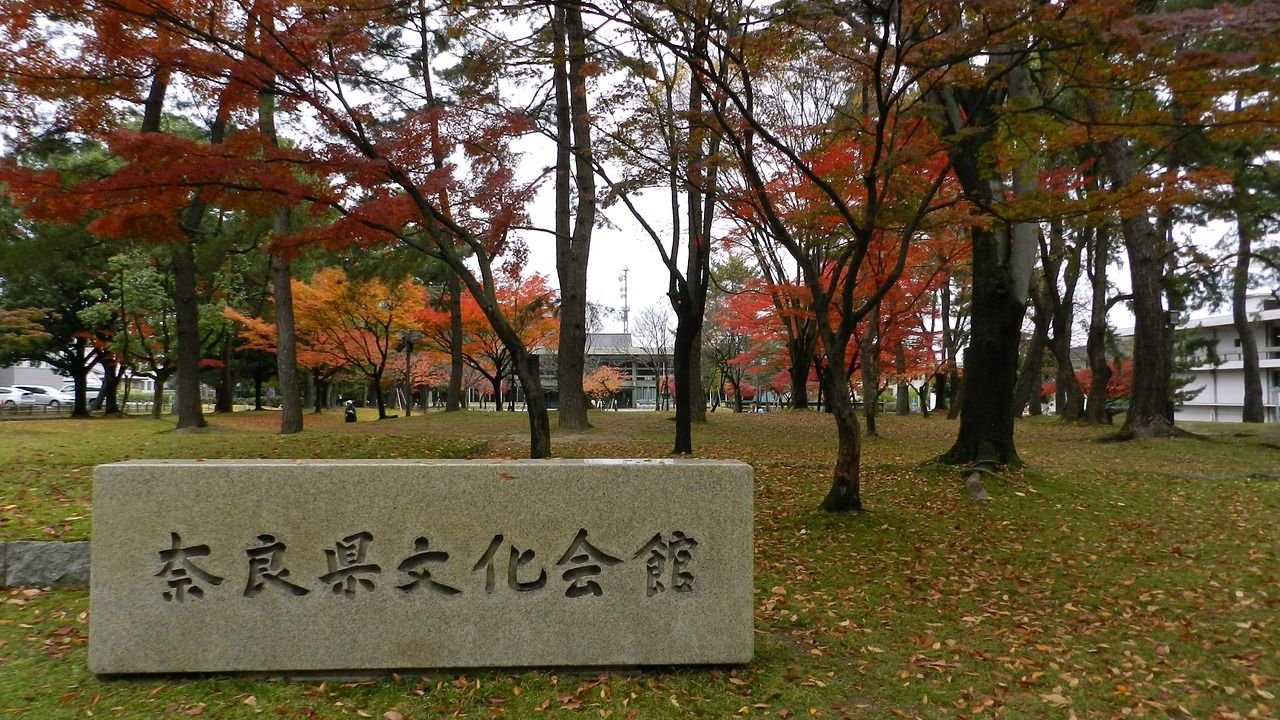 Wild deer in Nara Park