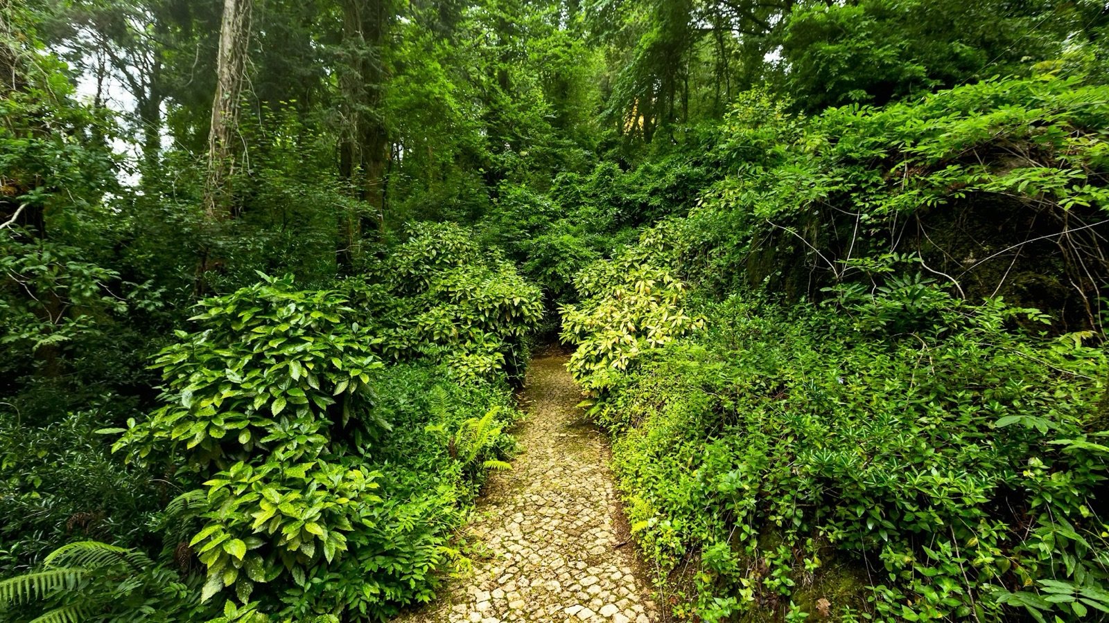 Scenic lake surrounded by dense forest in Pena Park