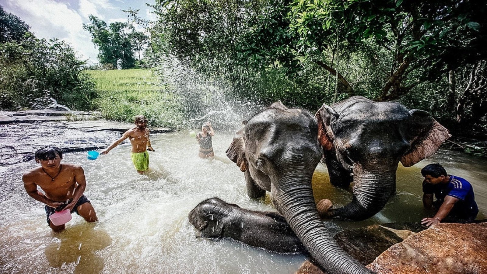 Guests feeding elephants at Elephant Jungle Sanctuary Chiang Mai