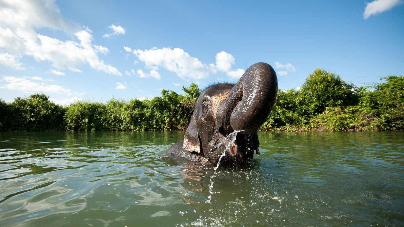 Elephants bathing in the river at the sanctuary