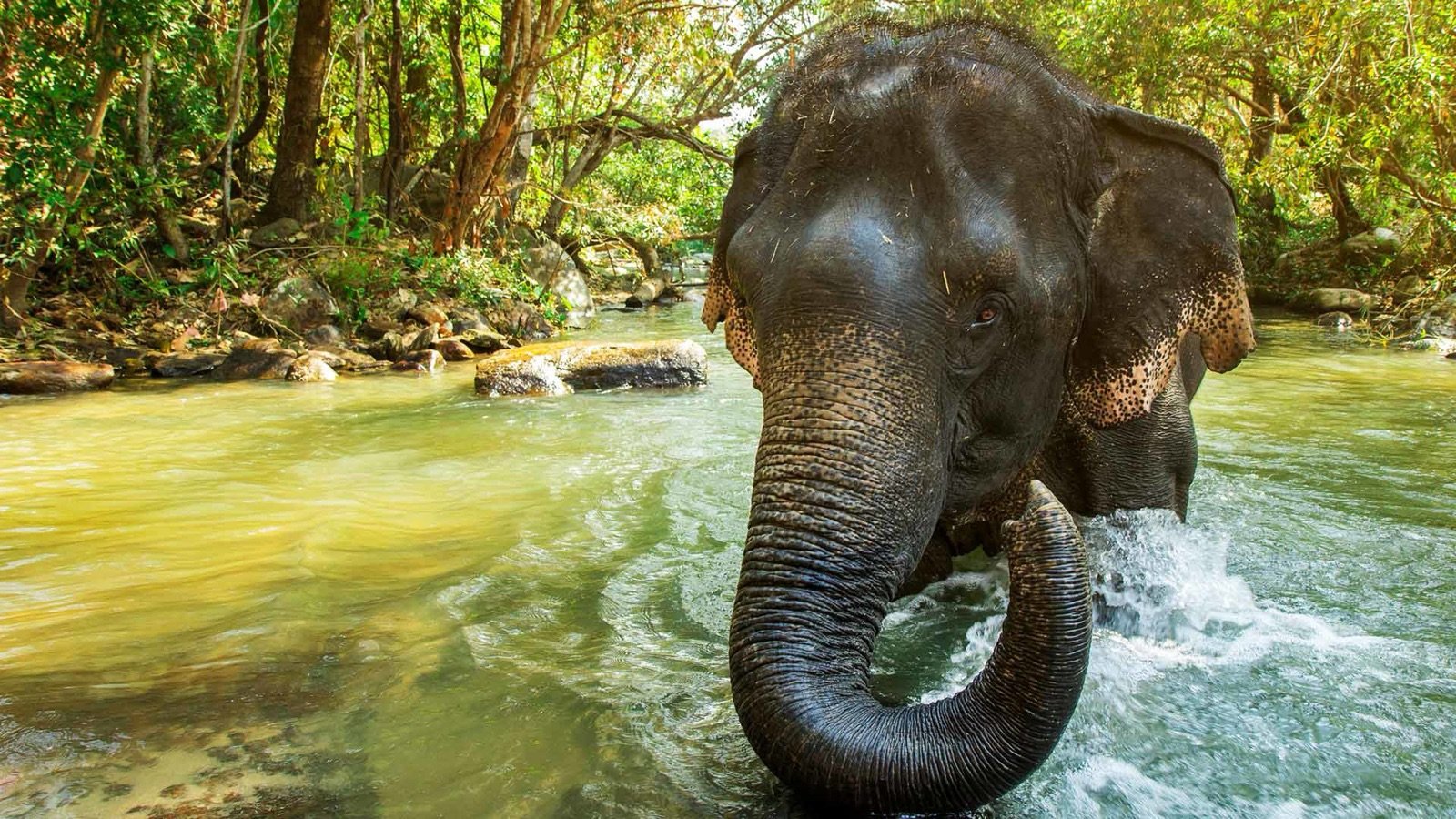 Visitor wearing traditional Karen clothing with elephants