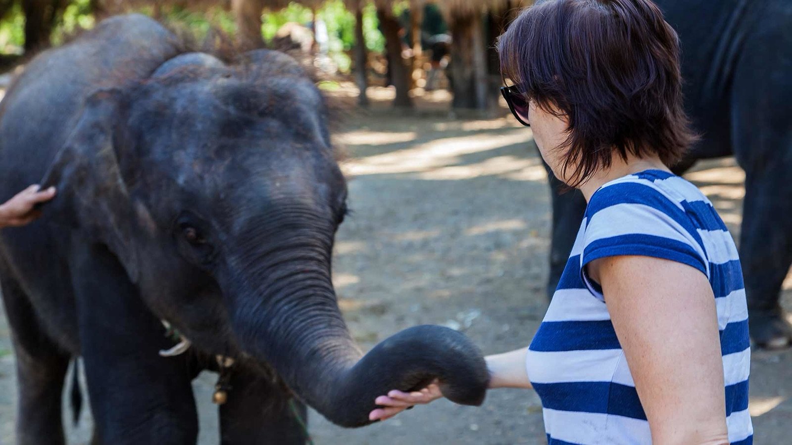 Mud spa activity with elephants in Chiang Mai