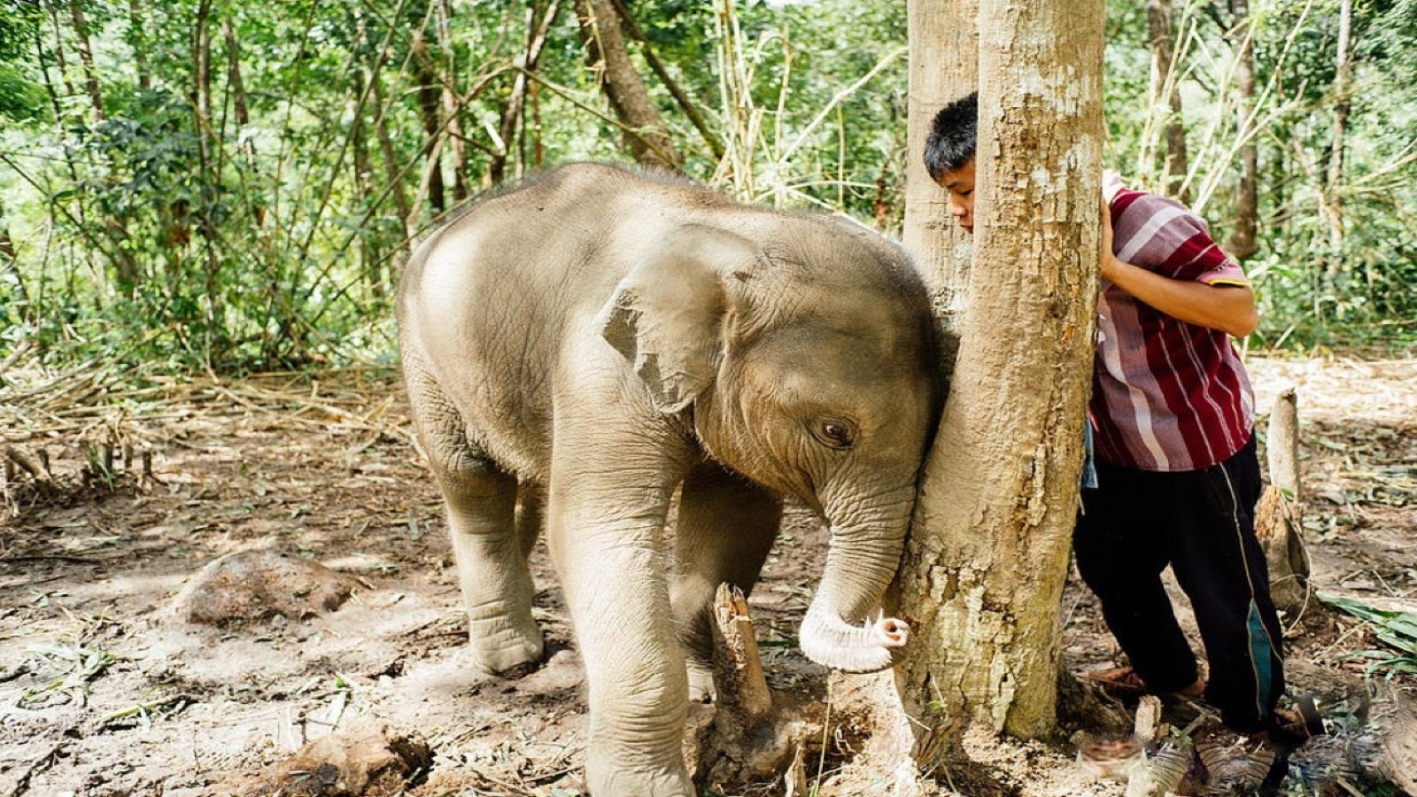 Traditional Thai meal served during the elephant visit