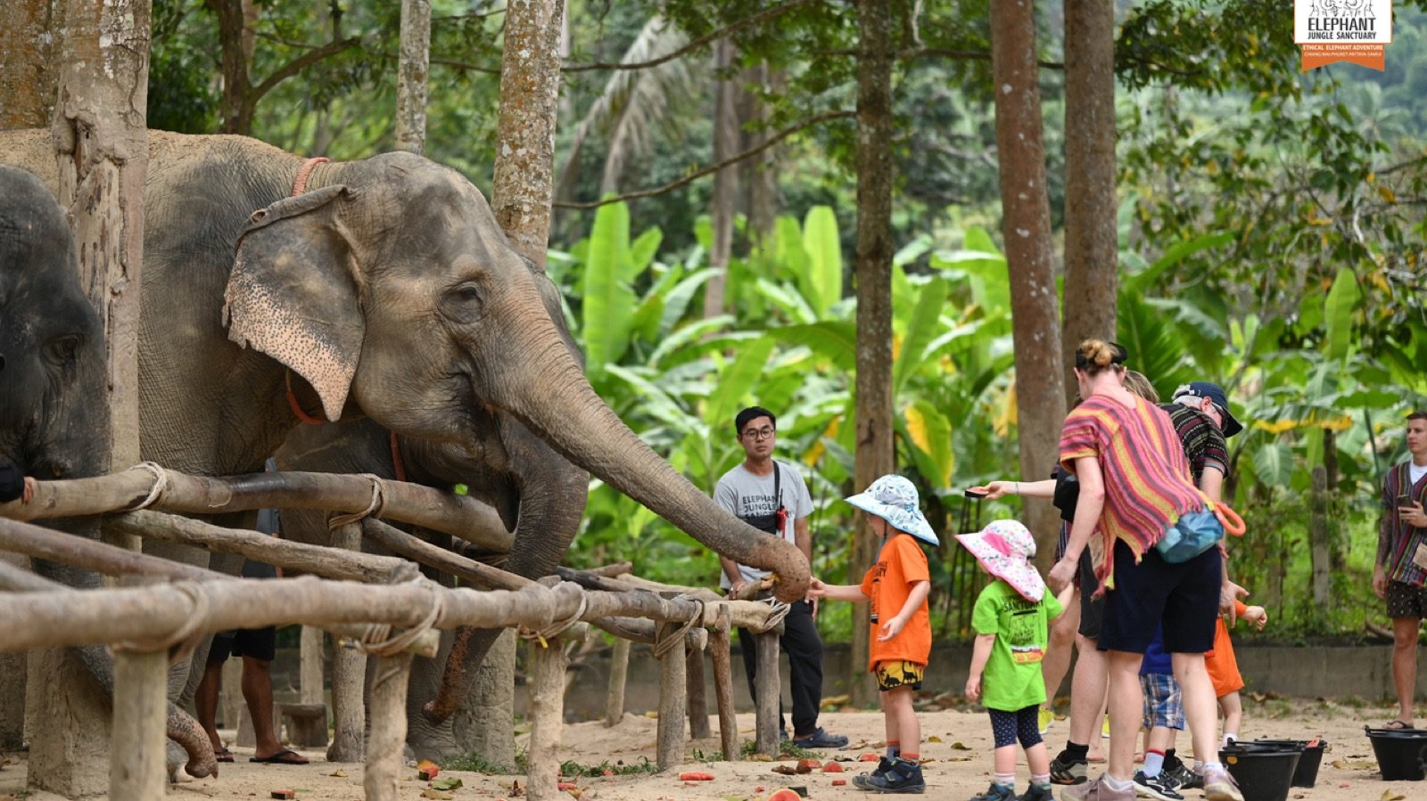 Guest feeding an elephant at the sanctuary