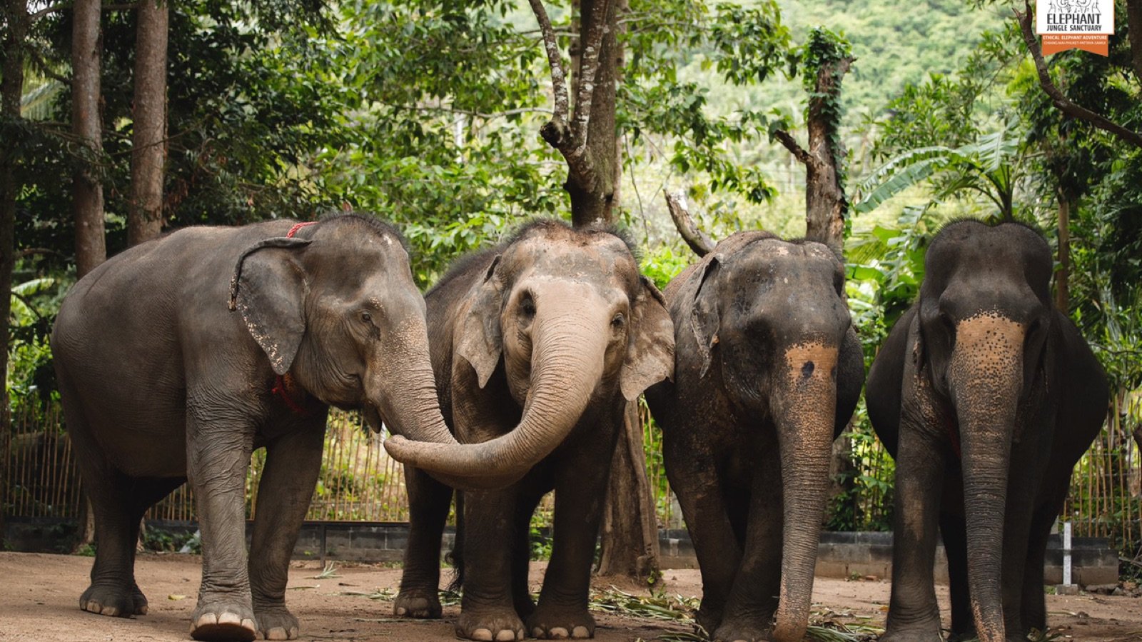 Elephants in a natural setting