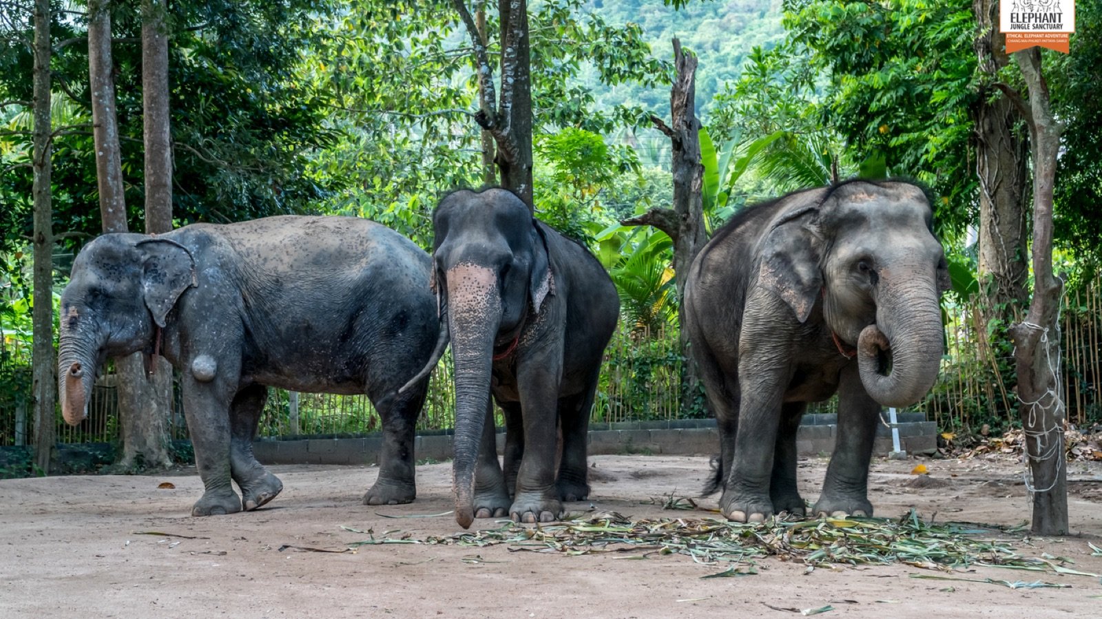 Mud spa session with elephants