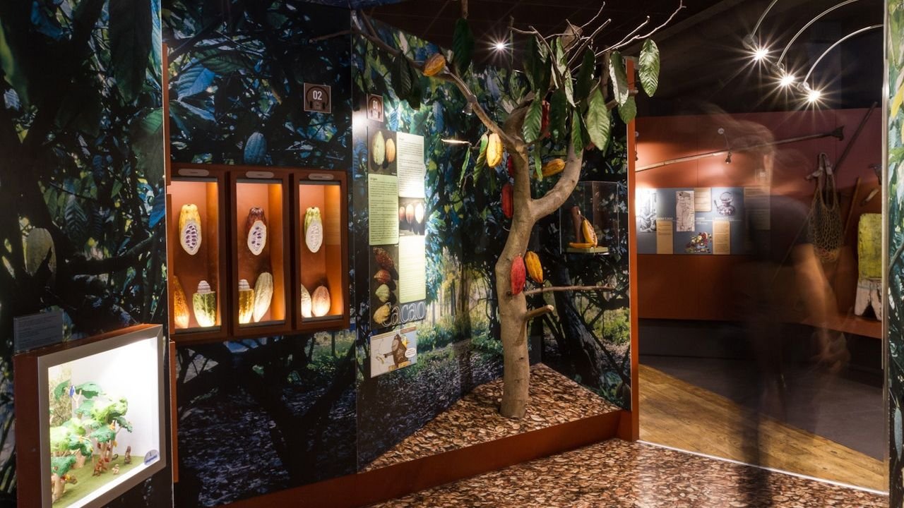 Cacao beans and chocolate making ingredients display