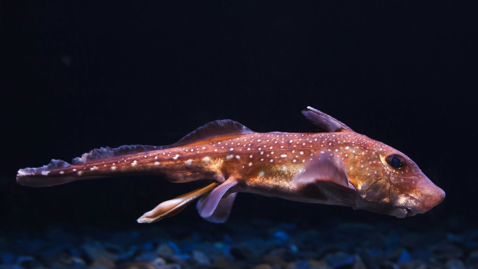 Penguins in their enclosure at Nausicaa aquarium