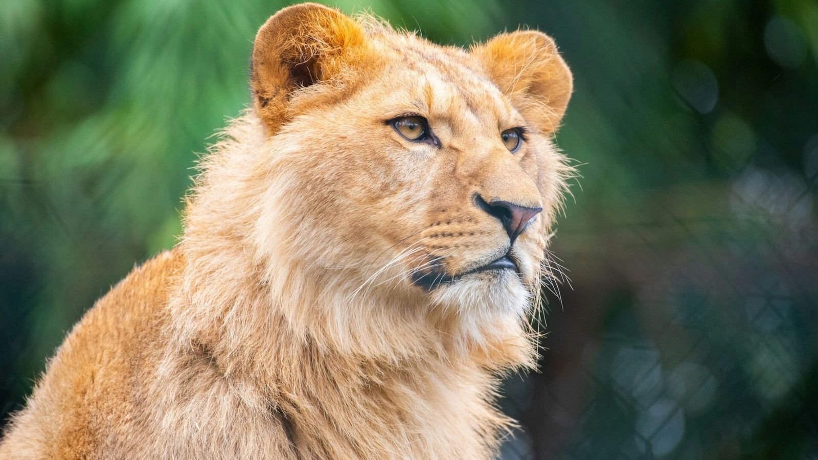 Big cats habitat in the themed animal zone