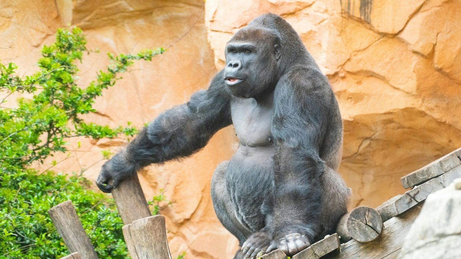 Primates in their public zoo enclosure