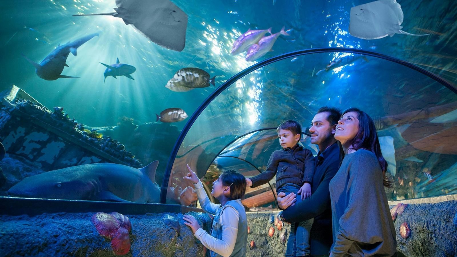 Transparent ocean tunnel with marine life swimming overhead