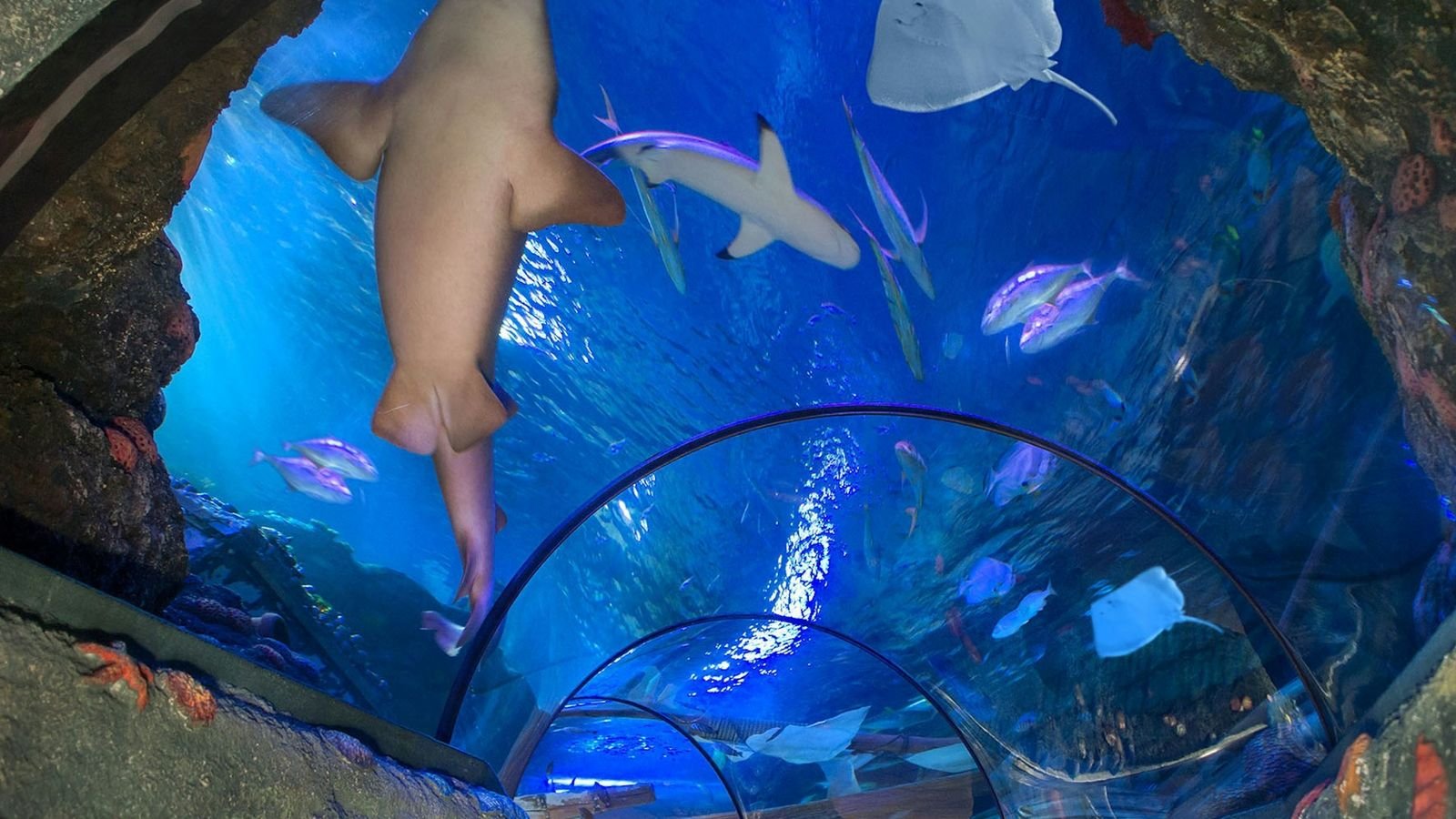 Interactive touch tank with sea creatures