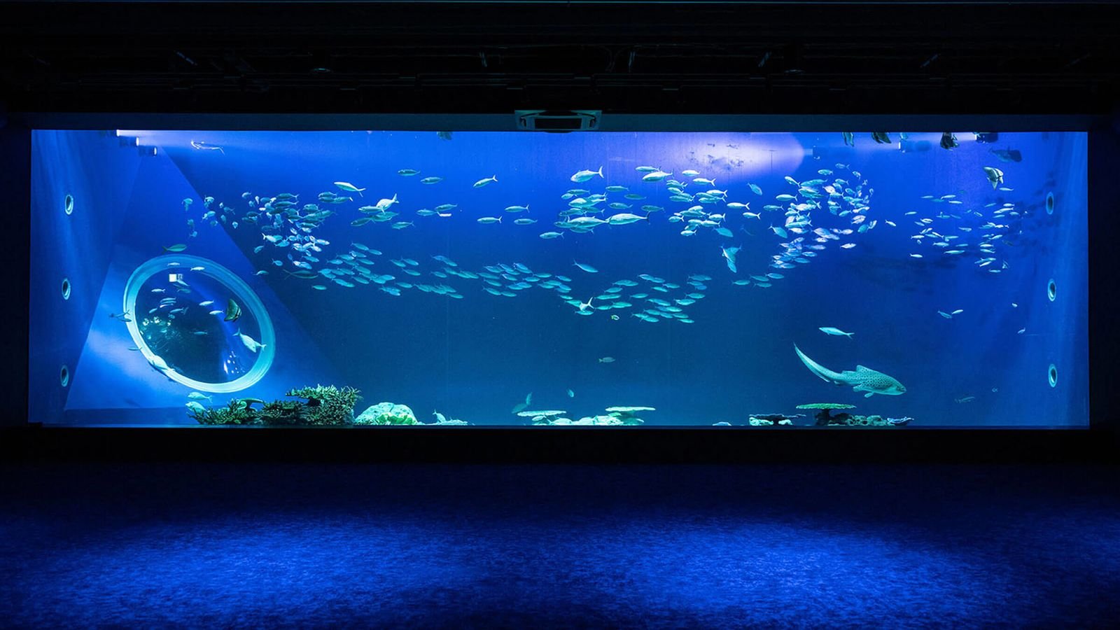 Illuminated jellyfish display with visual effects