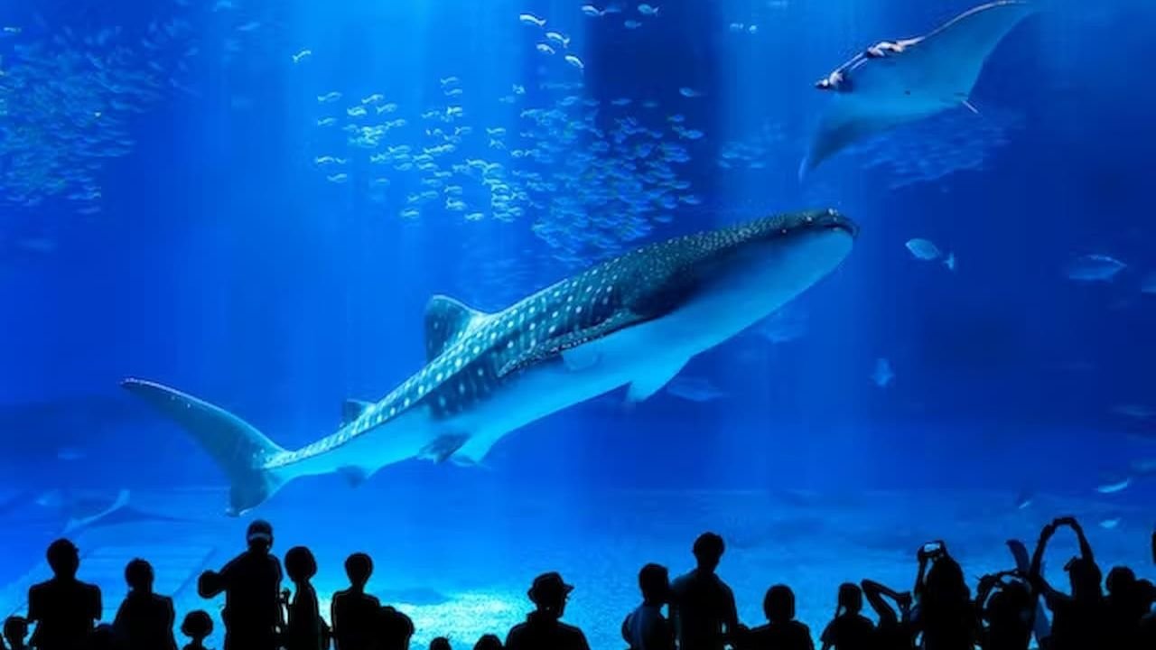 Whale sharks and manta rays swimming in the Kuroshio Sea tank