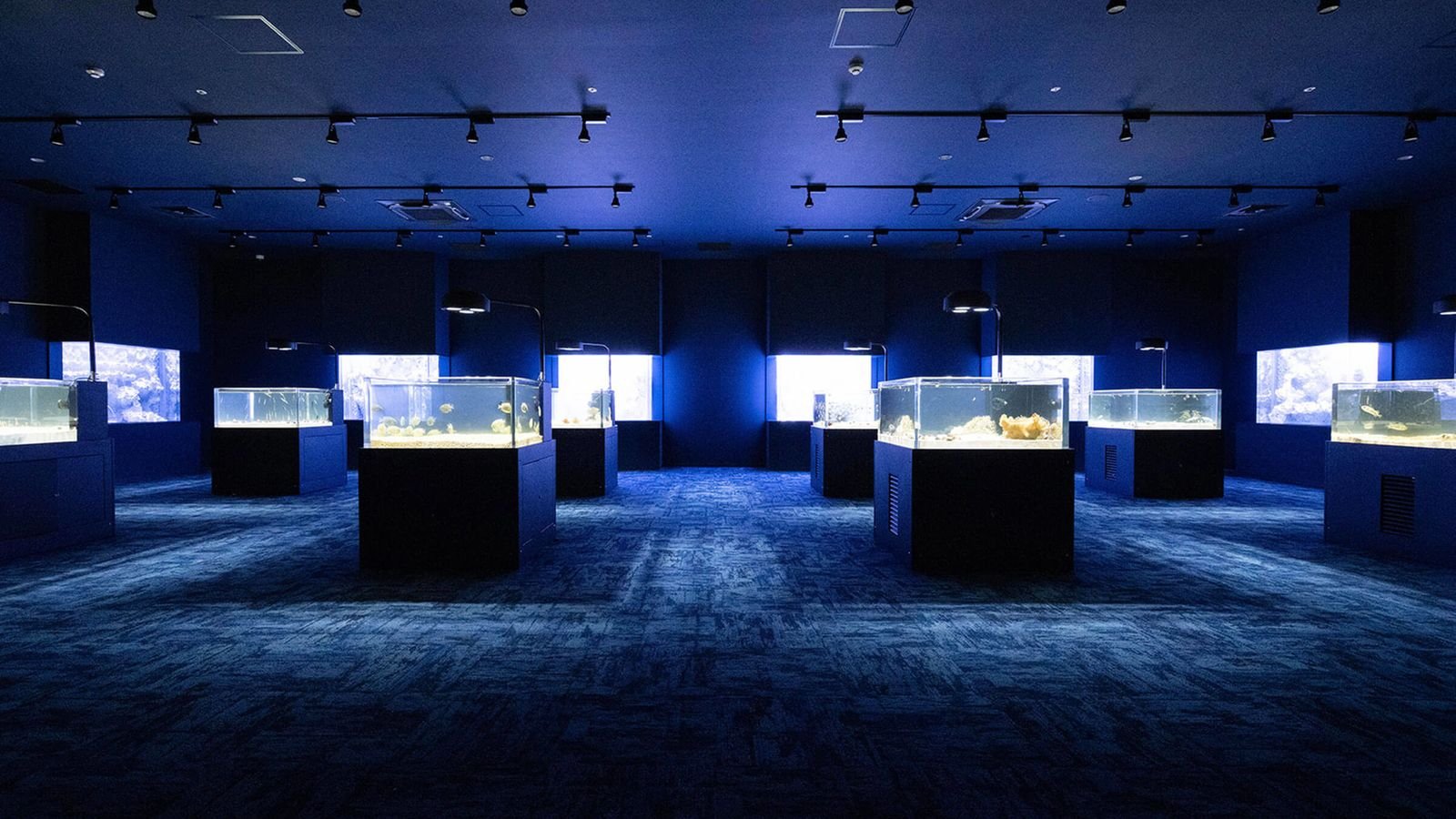 Multiscreen theatre focused on ocean conservation