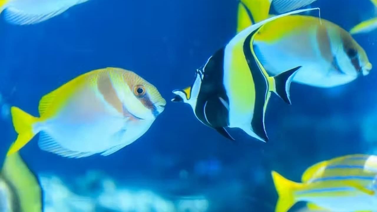 Living coral in the open-top Coral Sea tank under natural sunlight