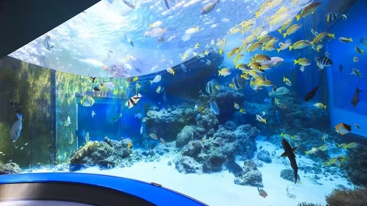 View looking up through the acrylic ceiling of the Aqua Room
