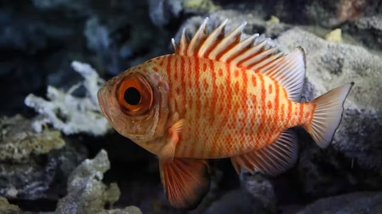 Deep-sea marine creatures from depths of 200 to 700 metres