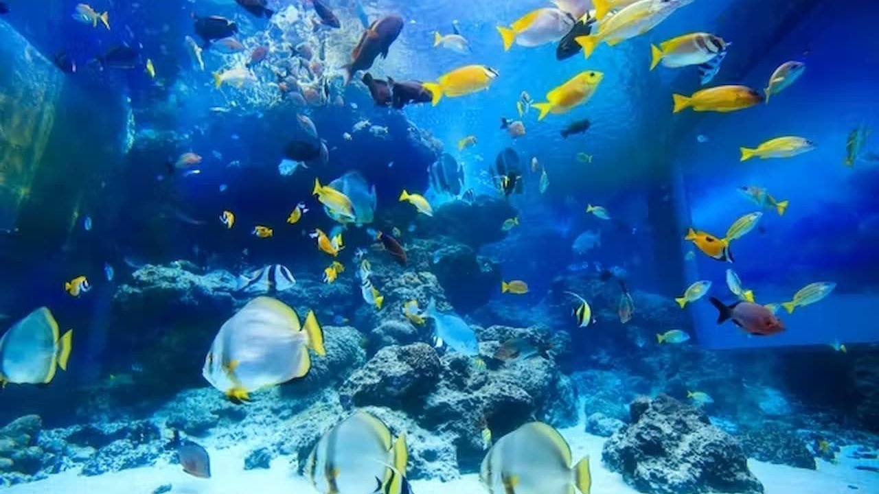 Dolphin show performance at Okinawa Churaumi Aquarium